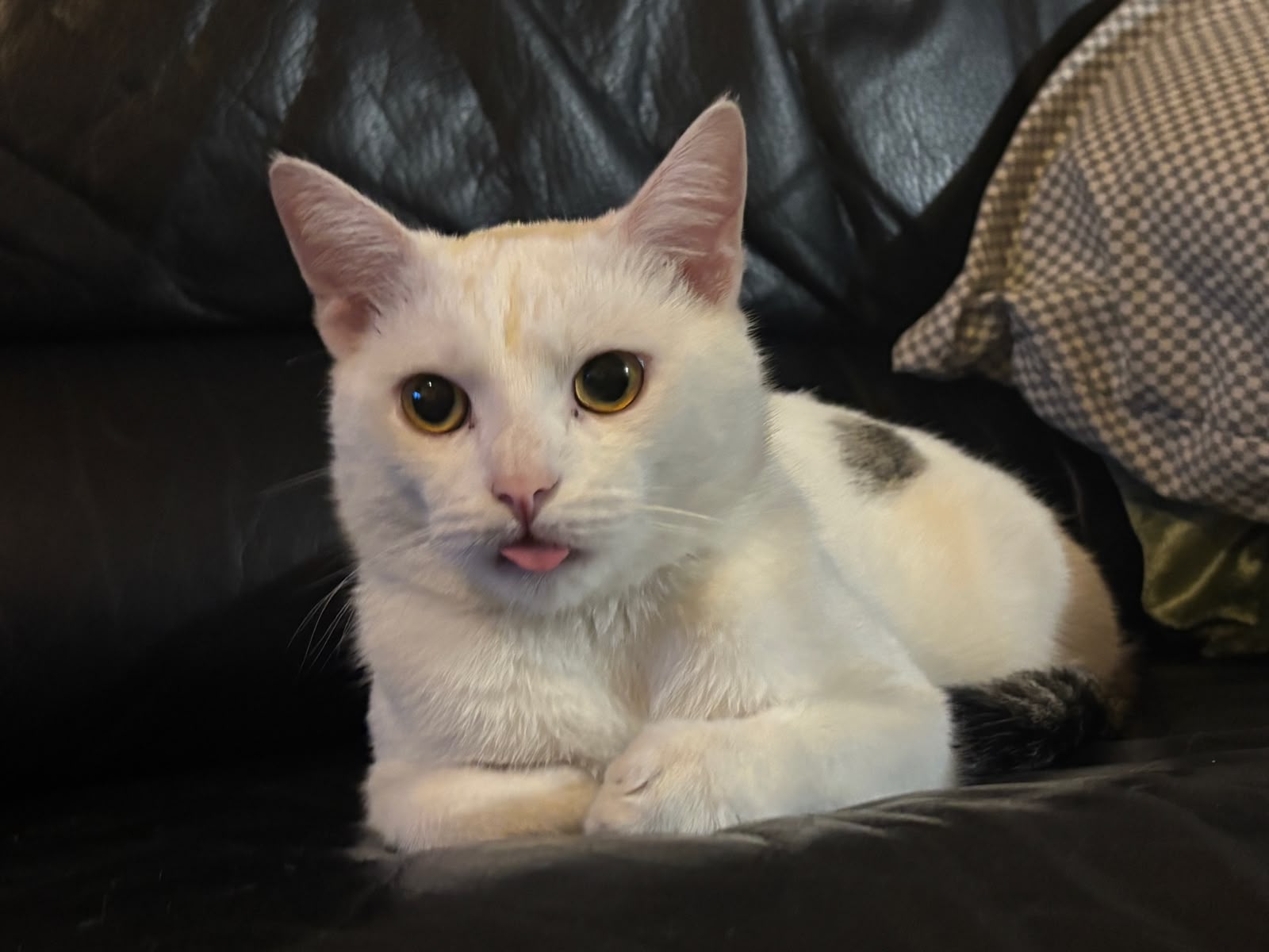 Sheriff Ruma, a white male cat with golden eyes, seated on a black sofa